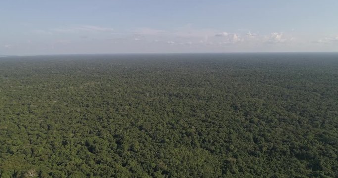 Aerial image of the imposing Amazon rainforest and its symbol tree: Samauma. Anavilhanas National Park, Amazonas, Brazil.