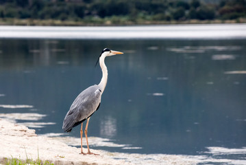 Marin bird