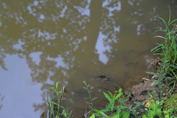 A snake sitting on the side of a ditch