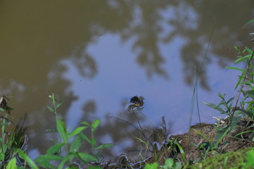A snake sitting on the side of a ditch