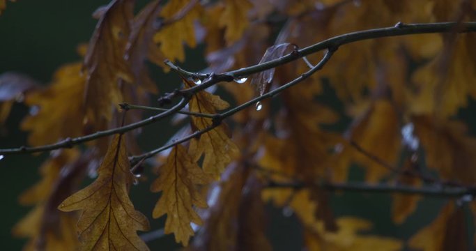 Oak tree golden brown leaves branch raindrops forest slow motion