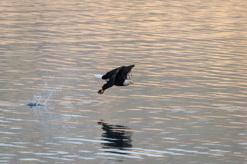Obraz premium bald eagle grabs fish in northern idaho