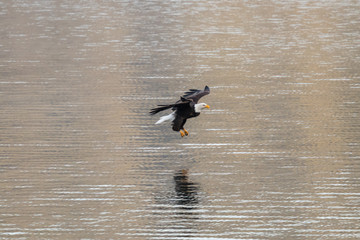 bald eagle grabs fish in northern idaho