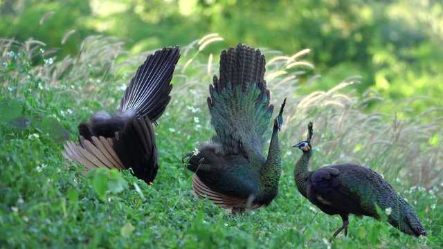 Beautiful male peacock (Green peafowl) display its tail for female peacock. 
