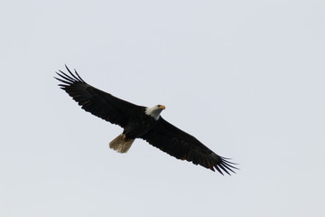 bald eagle soaring in open sky