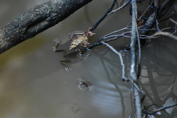 frog floating in a stream by a tree root