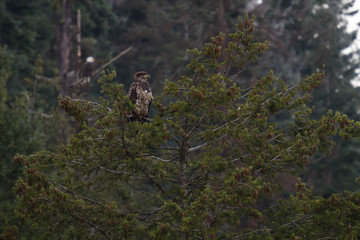 Juvenile Bald Eagle Sits on Branch