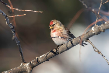 Male Redpoll Perched in a Tree