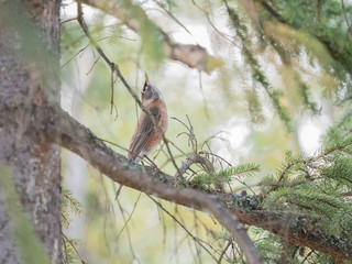American Robin Looking Straight Up