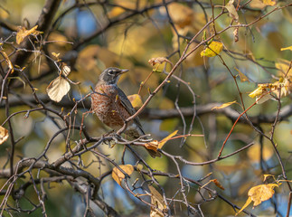 Juvenile American Robin