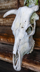 Old animal skulls. Worship of pagan Gods and trees. Mystic and magic concept.