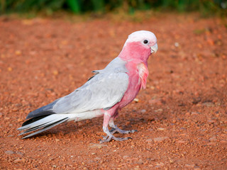 colorful parrot on wall