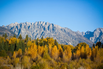 Snow Capped Mountains and fall leaves