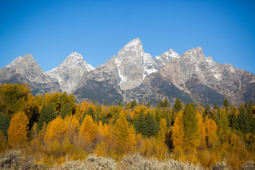 Snow Capped Mountains and fall leaves