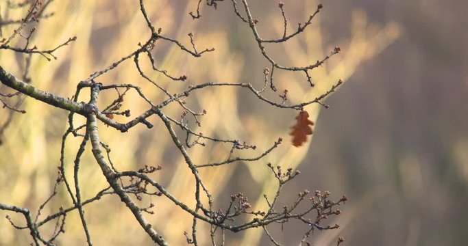 Last brown leaf on oak tree blown in the wind autumn fall winter forest slow motion