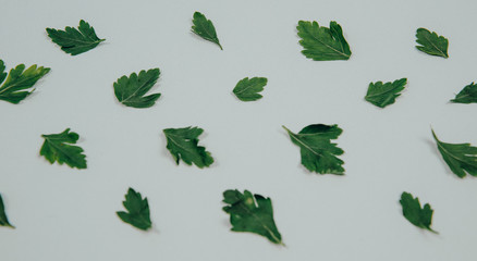 Green parsley leaves on a turquoise background. The concept of food and use of spices. Single green parsley leaves lie in a row on the table.