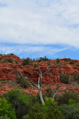 White Tree Red Rock Contrast