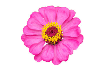 pink flower isolated on white background