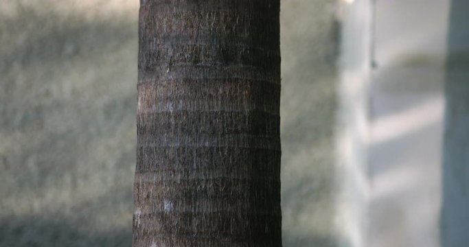 Rays of light are reflected from swimming pool on the trunk of a palm tree. Abstract pattern of light game. Vacation concept away from the big city. Hipster summer travel vacation. Tourism resort.