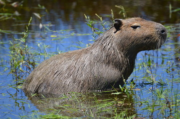 Capybara mammal having a bath in a river during a hike in Argentina
