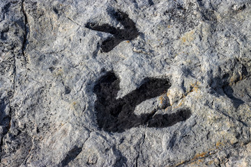 Fossilized dinosaur tracks at Dinosaur Ridge Park in Morrison, Colorado - obrazy, fototapety, plakaty