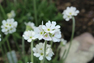 White "Caucasian Rock Jasmine" flower in St. Gallen, Switzerland. Its Latin name is Androsace Albana, native to Armenia, Turkey and northern Iran.