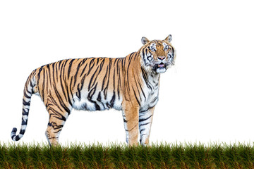 A tiger with a white background
