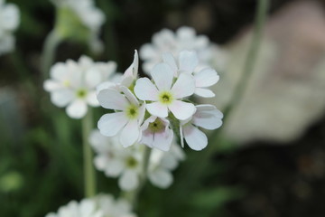 White "Caucasian Rock Jasmine" flower in St. Gallen, Switzerland. Its Latin name is Androsace Albana, native to Armenia, Turkey and northern Iran.