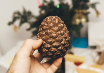 Man hand holding fresh edible decorated pine cone