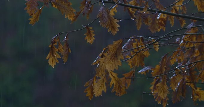 Oak tree golden brown leaves raining Autumn Winter forest slow motion