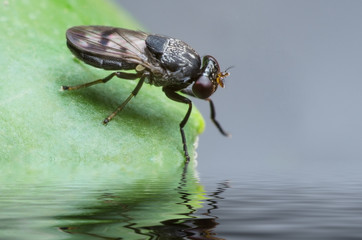 fly on a leaf