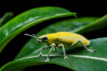 yellow bug on leaf