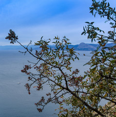 Mountain tree, Pistacia atlantica on the background of the sea in the mountains.