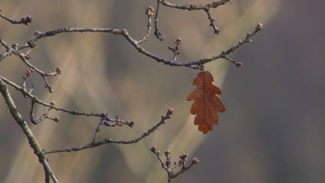 The last leaf on the tree winter oak forest slow motion close up
