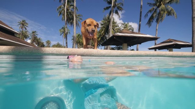 Dog is looking after child girl who swimming in pool in tropical resort hotel.