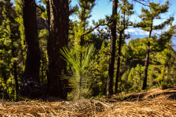 Pino canario seedling in forest on La Palma island, Canary