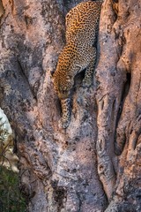 Leopard climbing down from a tree - Tanzania © Hans