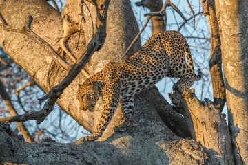 Leopard walking from one branch to another © Hans