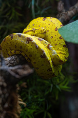Morelia Viviris laying on a branch 