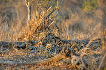 Kruger Golden Hour Leopard