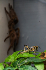 Cricket waiting to be eaten from a big spider