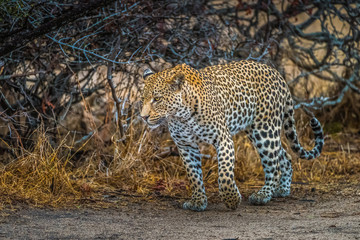 Leopard walking along river bank Zambia