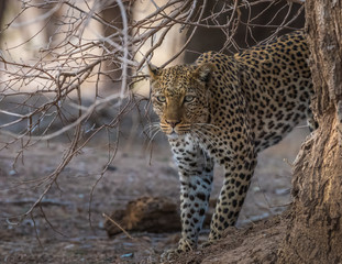 Leopard emerging from behind tree