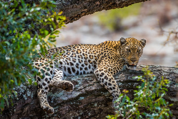 Fototapeta premium Leopard lying on tree branch