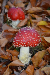 Fliegenpilz 3