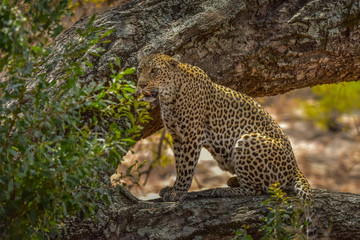Leopard sitting on haunches on the branch