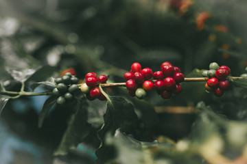 Coffee beans, coffee beans from fresh coffee, fresh coffee in northern Asia