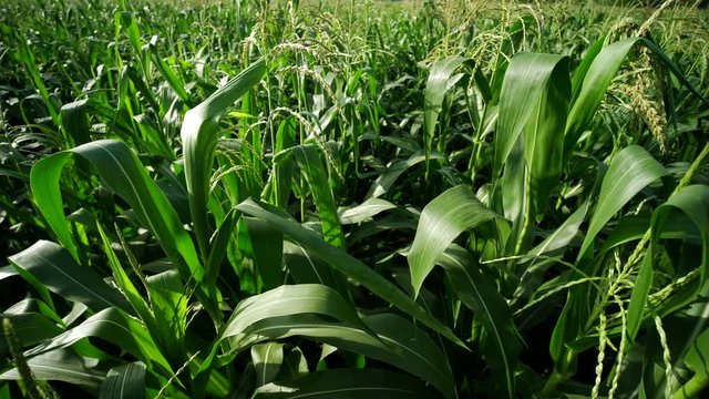 Green corn field. corn leaves. Agricultural landscape of corn field on small scale sustainable farm. Organic farming, food producing.