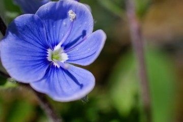 Small purple flower in spring meadow. Macro shot