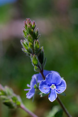 Small purple flower in spring meadow. Macro shot